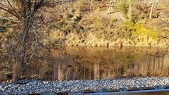 Trapa natans bispinosa