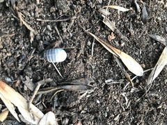 Porcellio laevis