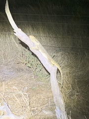 Pogona barbata