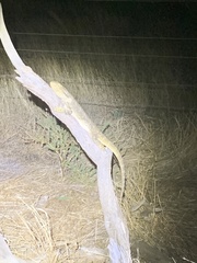 Pogona barbata