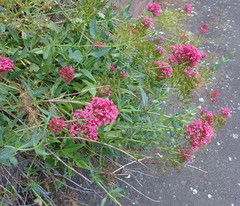 Centranthus ruber