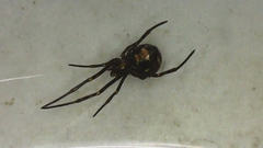 Latrodectus hesperus