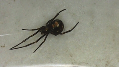 Latrodectus hesperus