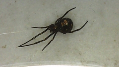 Latrodectus hesperus