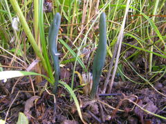 Microglossum pratense