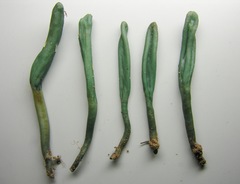 Microglossum pratense