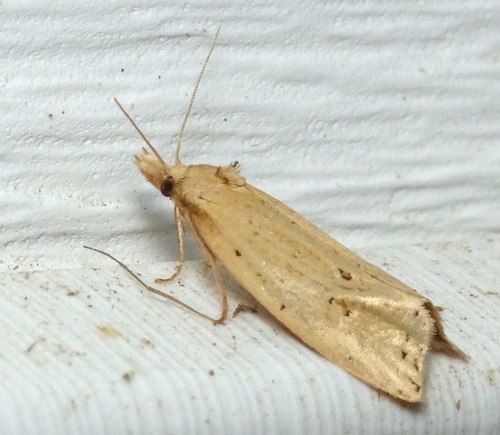 Two-spotted Aethes photo 4