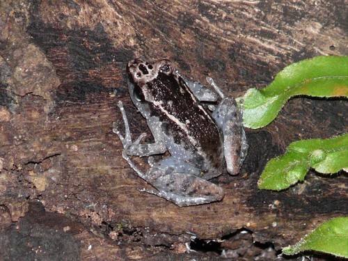 Striped Screeching Frog, Arthroleptis taeniatus