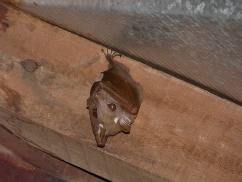 Lesser Epauletted Fruit Bat