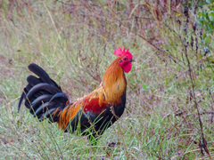 Gallus gallus spadiceus