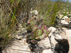 Adromischus caryophyllaceus