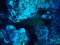 Pycnochromis pacifica