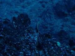 Anampses chrysocephalus