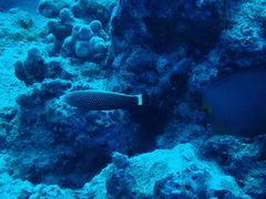 Anampses chrysocephalus