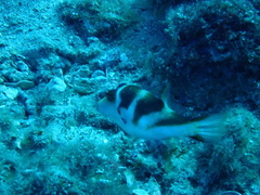 Canthigaster coronata