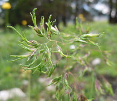 Poa alpina vivipara