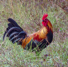 Gallus gallus spadiceus