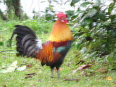 Gallus gallus spadiceus