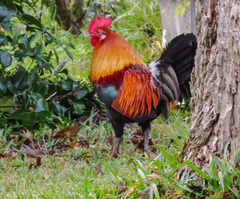 Gallus gallus spadiceus