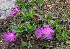 Primula clusiana