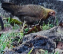 Gallus gallus spadiceus