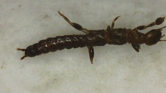 Embioptera