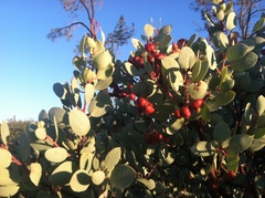 Arctostaphylos viscida pulchella