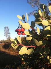 Arctostaphylos viscida pulchella