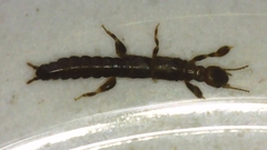Embioptera