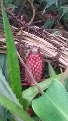 Ananas comosus bracteatus