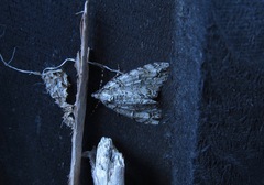 Pseudocoremia suavis