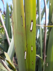 Orthoclydon praefectata