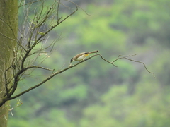 Pycnonotus xanthorrhous