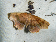 Cepphis armataria