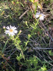 Symphyotrichum fontinale