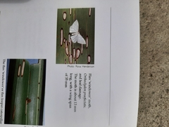 Orthoclydon praefectata