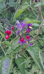 Solanum dulcamara