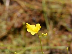 Utricularia striata