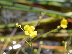 Utricularia striata
