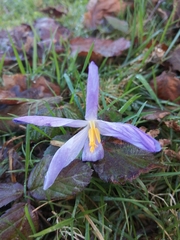 Crocus