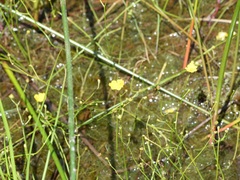 Utricularia striata