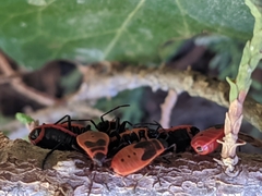 Pyrrhocoris apterus