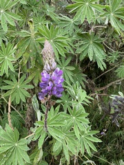 Lupinus bogotensis