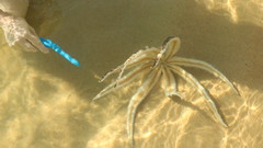 Luidiidae
