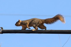 Sciurus niger