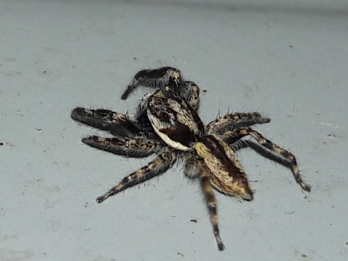 Gray Wall Jumping Spider photo 3