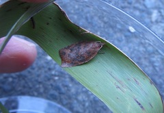 Planotortrix