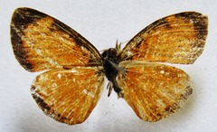 Tegosa anieta