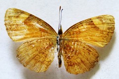 Tegosa anieta