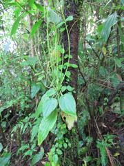 Peperomia tenuifolia image
